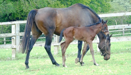 2020 colt by Oasis Dream